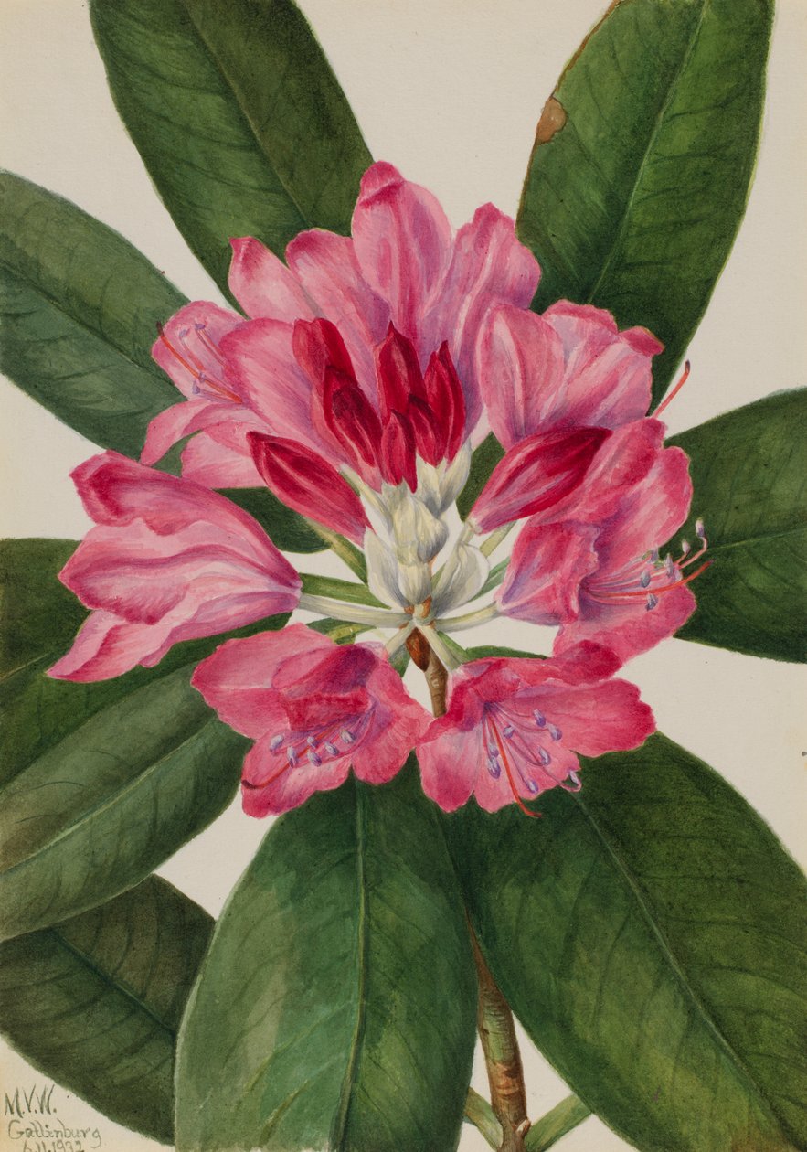 Mountain Rose-Bay Rhododendron catawbiense, 1932. by Mary Vaux Walcott
