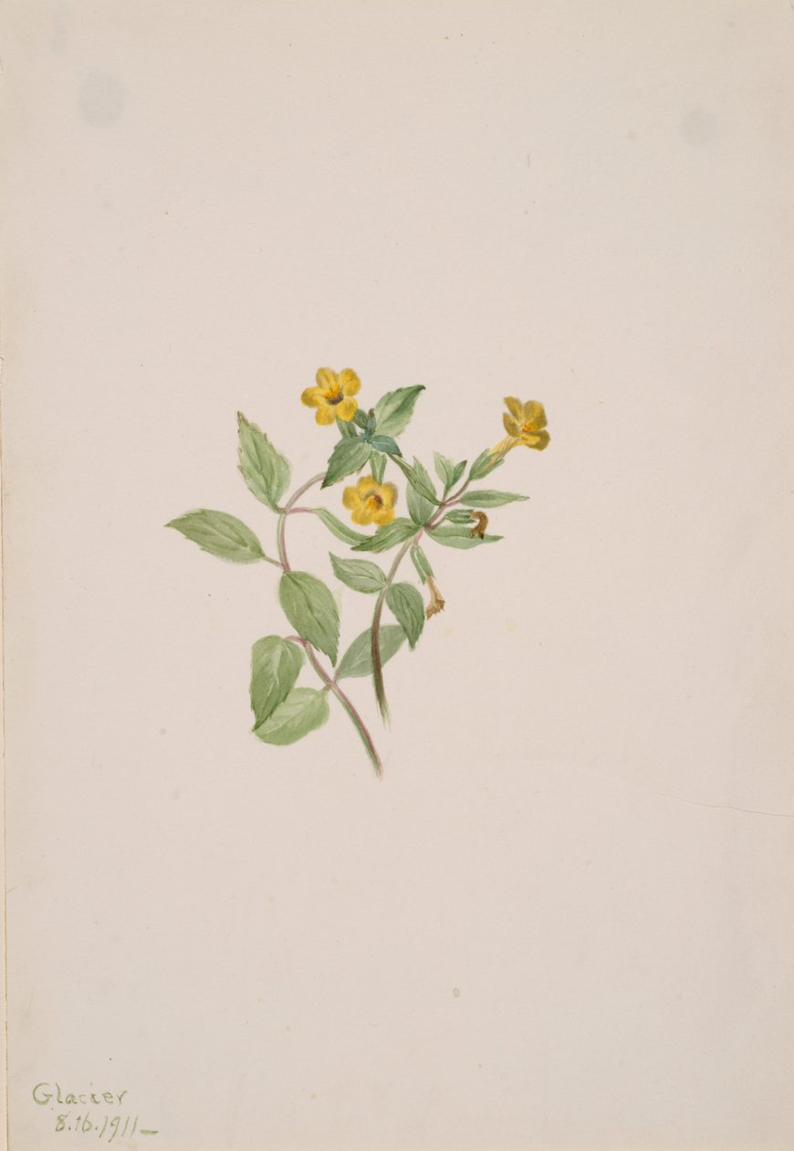 Misk-Çiçeği Mimulus moschatus, 1911. by Mary Vaux Walcott