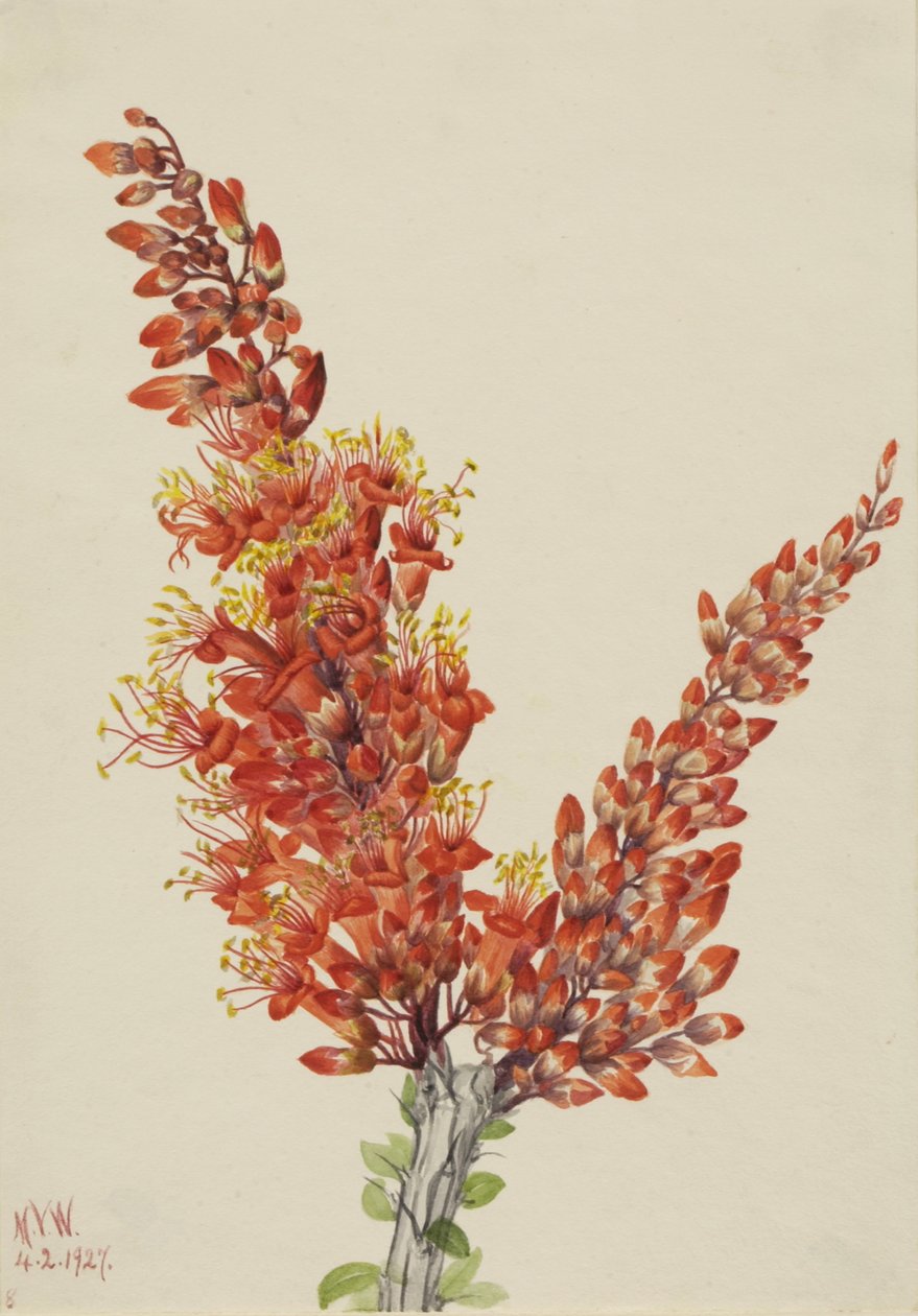 Ocotillo Fouquieria splendens, 1927. by Mary Vaux Walcott