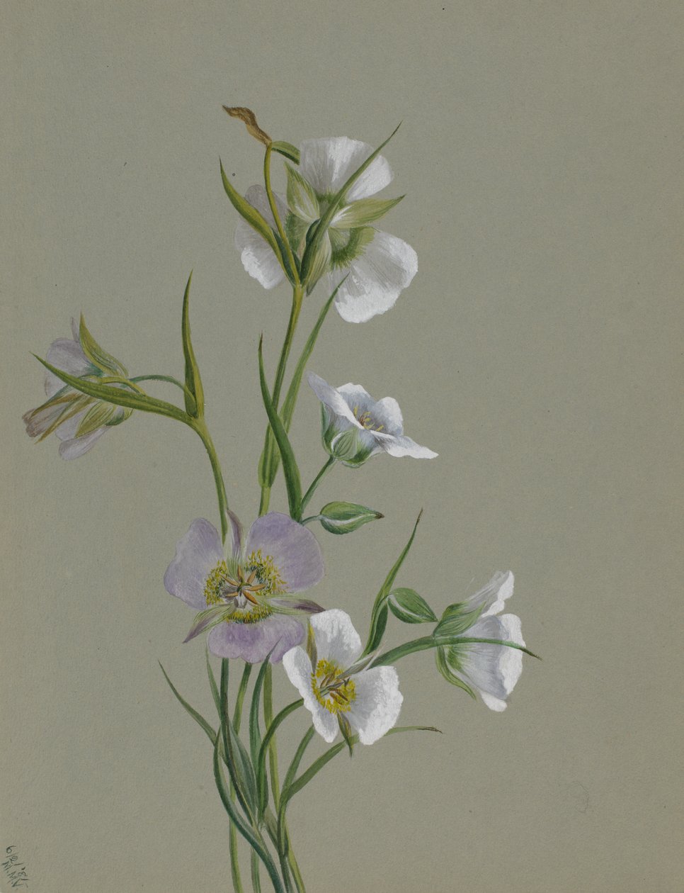 Anıta Giden Yolda, 1881. by Mary Vaux Walcott