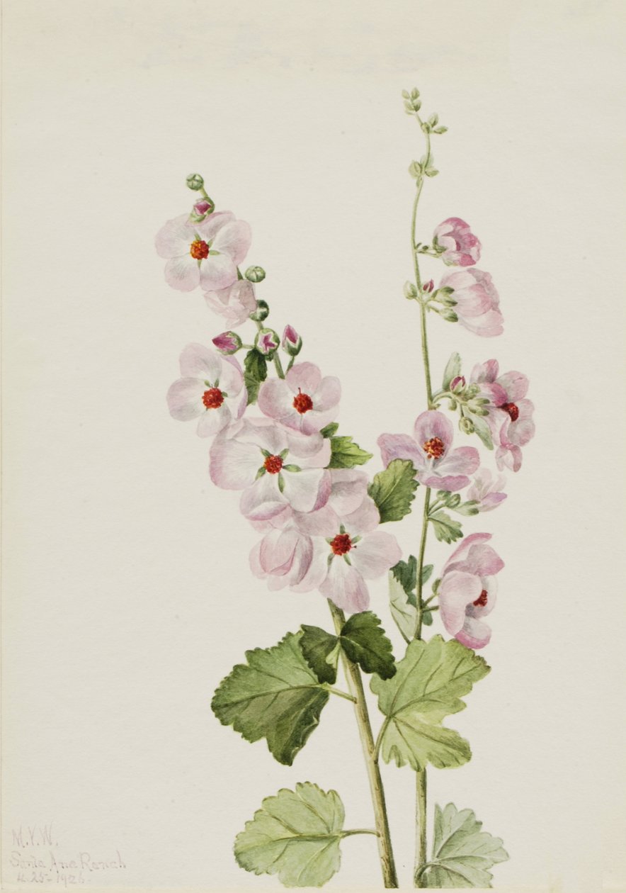 Orange-Eye Globemallow Sphaeralcea davidsonii, 1926 by Mary Vaux Walcott