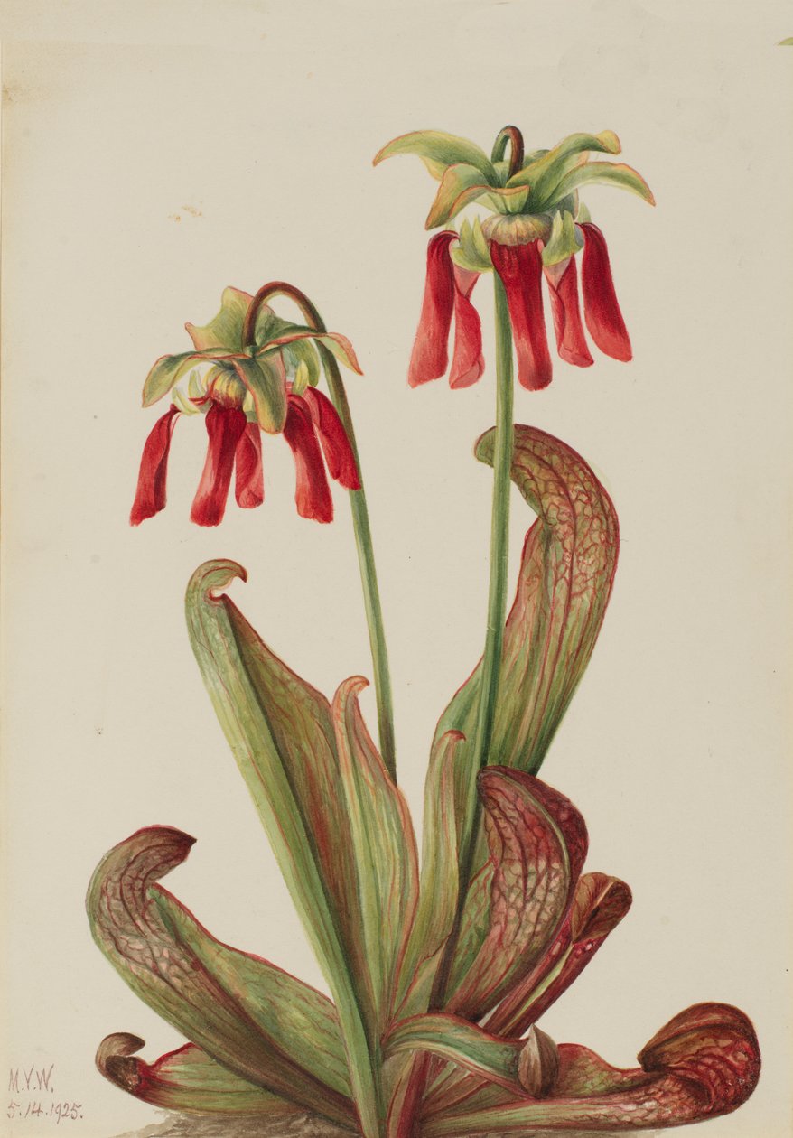 Papağan Sürahi Bitkisi Sarracenia psittacina, 1925. by Mary Vaux Walcott