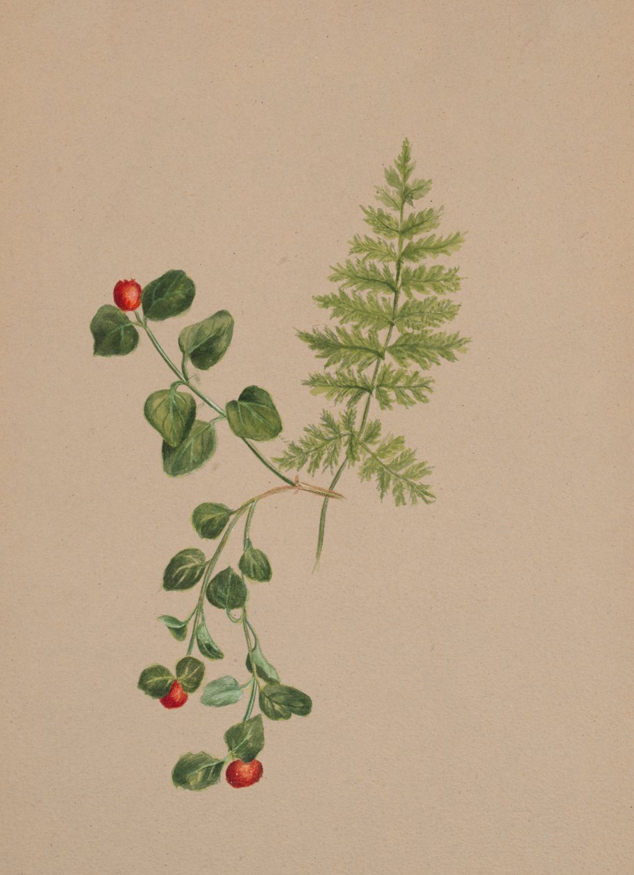 Partridgeberry Mitchella repens, ca. 1883. by Mary Vaux Walcott