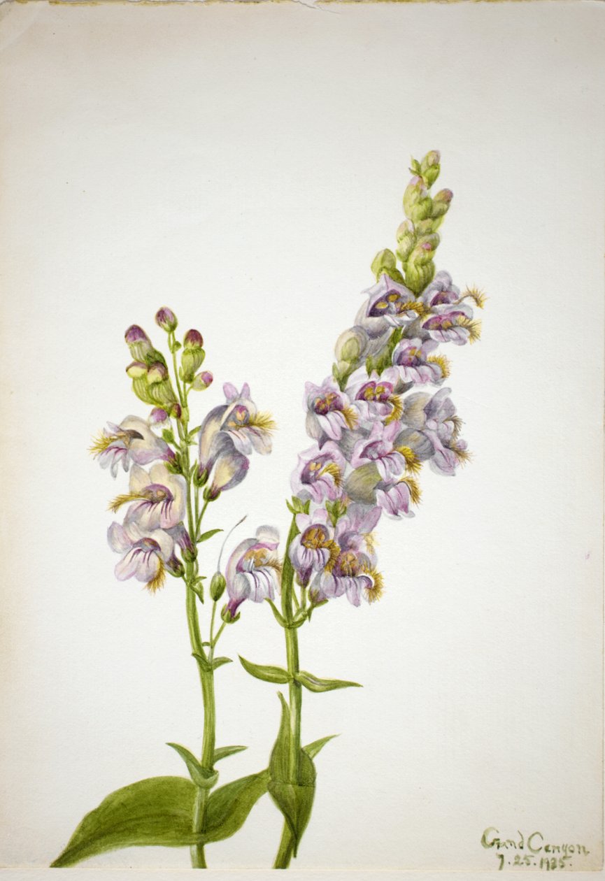 Pentstemon Pentstemon macranthus, 1935. by Mary Vaux Walcott
