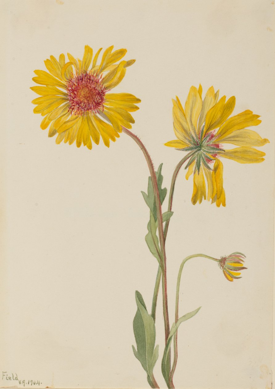 Çok yıllık Gaillardia Gaillardia aristata, 1904. by Mary Vaux Walcott