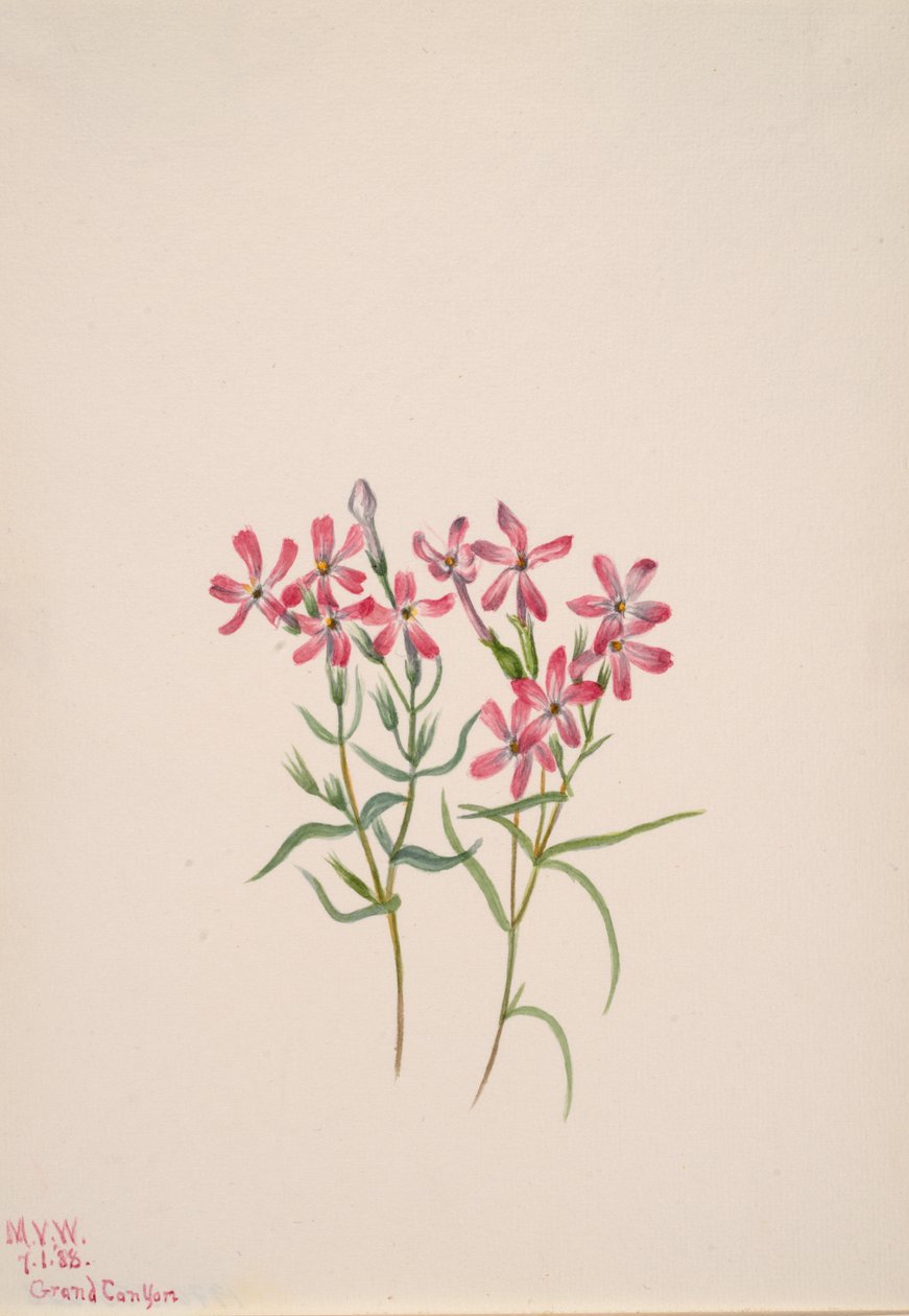 Phlox stansburyi, 1938. by Mary Vaux Walcott