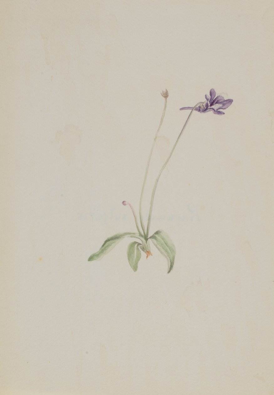 Pinguicula vulgaris, yak. 1930