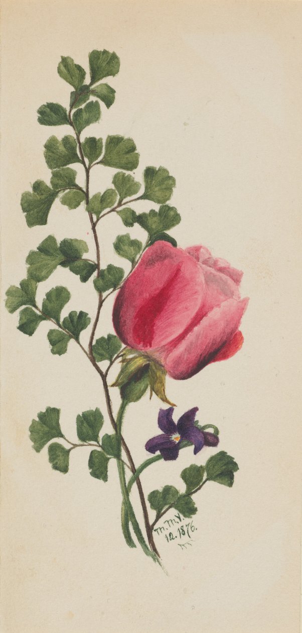 Menekşeli Pembe Gül, 1876. by Mary Vaux Walcott