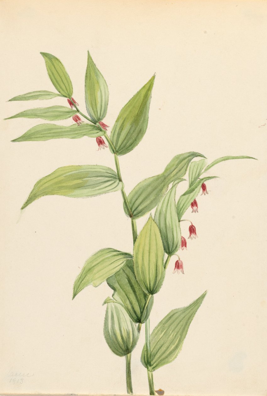 Pembe Bükülmüş Sap Streptopus kıvrımları, 1913. by Mary Vaux Walcott