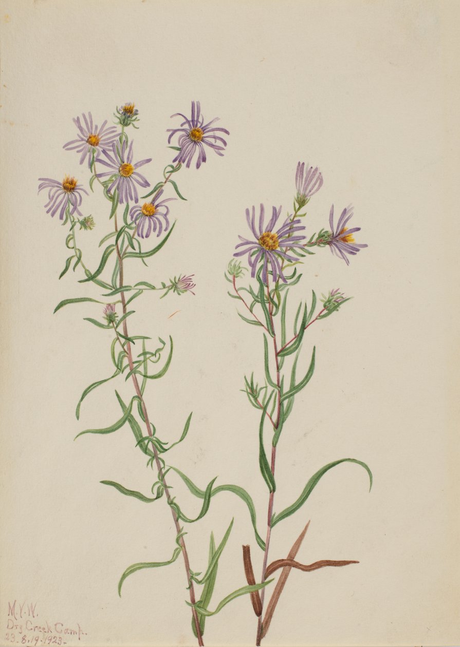 Prairie Aster Aster kampı, 1923. by Mary Vaux Walcott