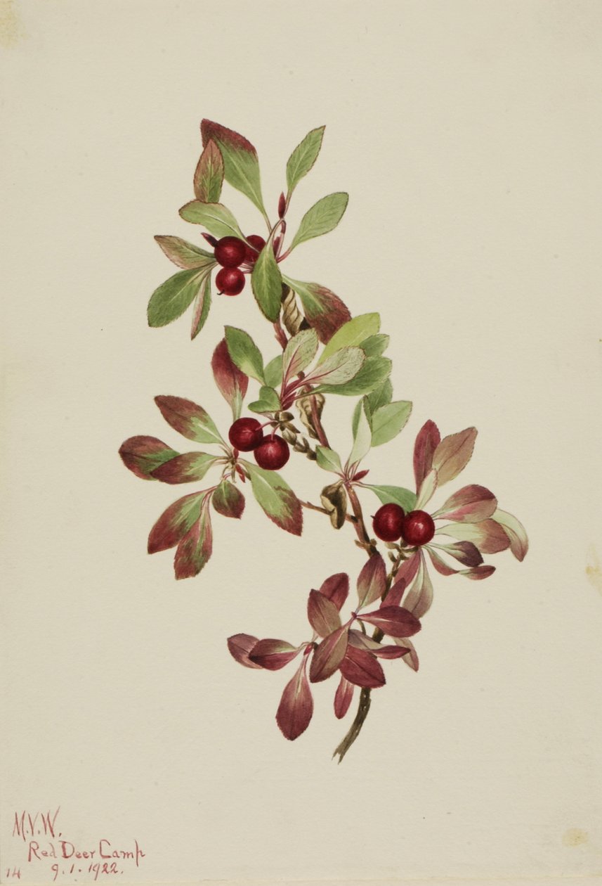 Ptarmiganberry Arctous alpina, 1922. by Mary Vaux Walcott