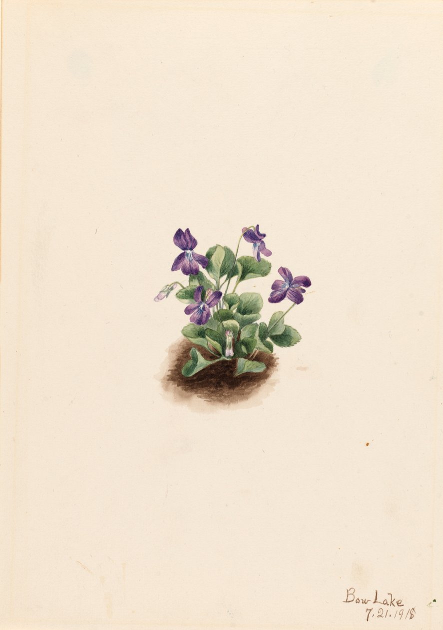 Mor Dağ Menekşesi Viola adunca, 1918. by Mary Vaux Walcott