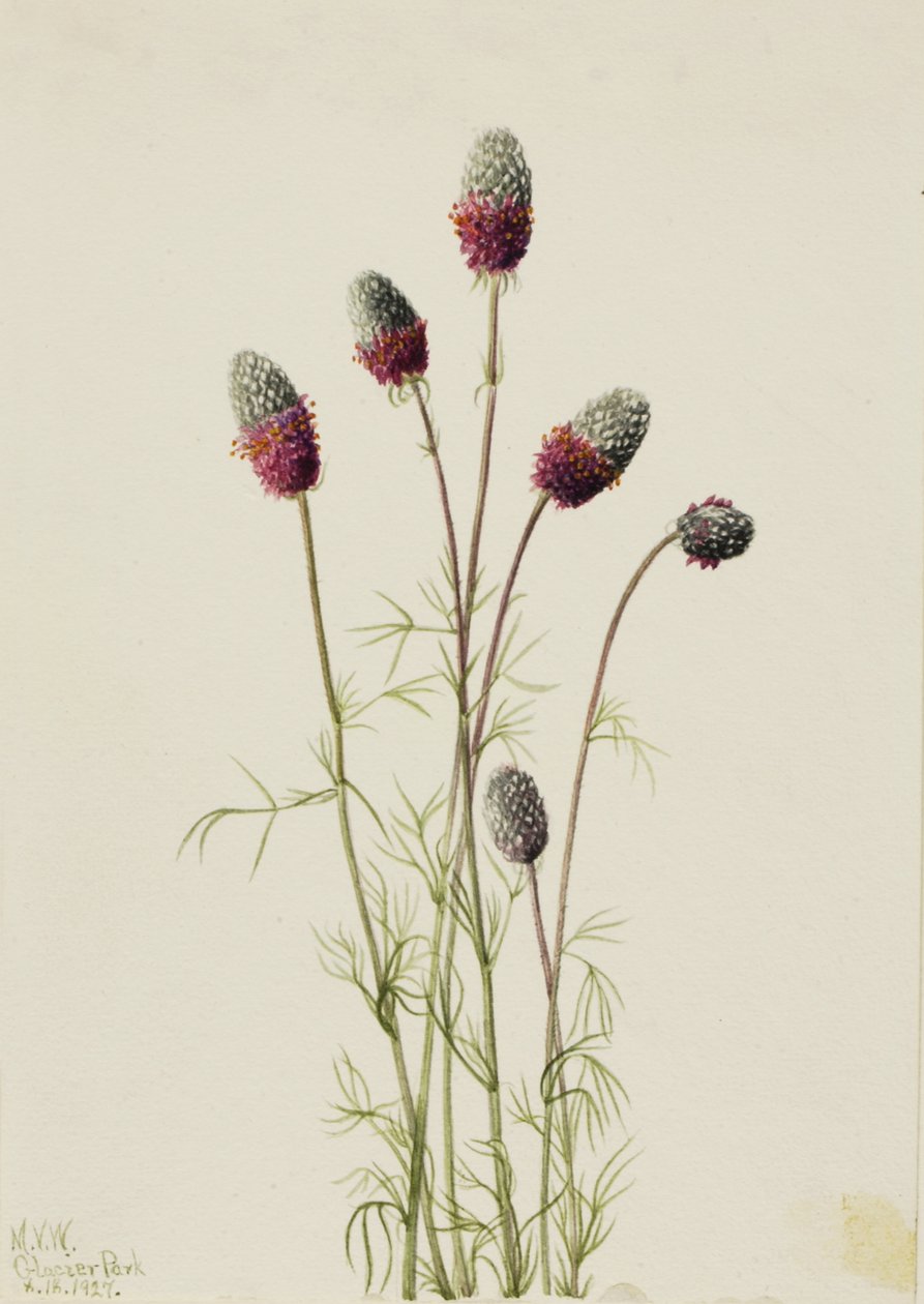 Mor Çayır Yoncası Petalostemon purpureum, 1927. by Mary Vaux Walcott