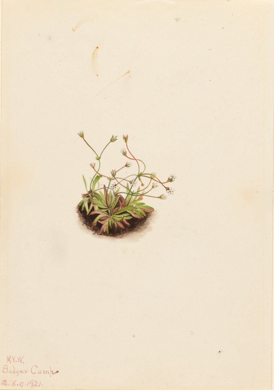 Pigme Androsace Androsace subumbellata, 1921. by Mary Vaux Walcott