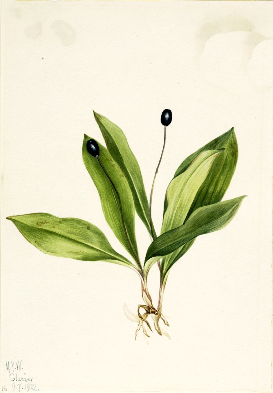 Queencup Clintonia uniflora, 1922. by Mary Vaux Walcott