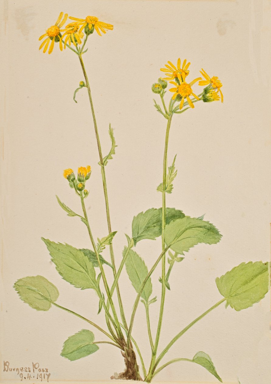 Ragwort Senecio burkei, 1917. by Mary Vaux Walcott