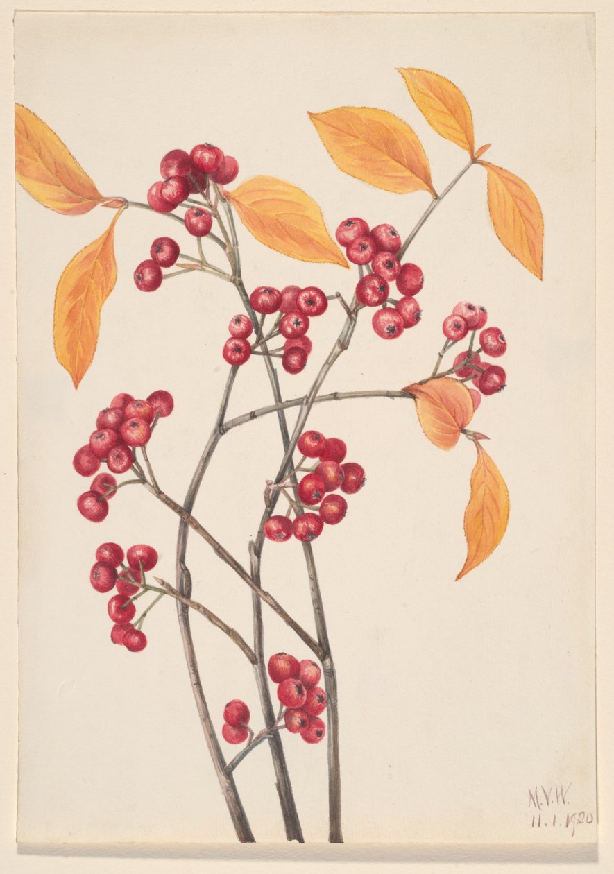 Kırmızı Chokeberry Aronia arbutifolia, 1920. by Mary Vaux Walcott
