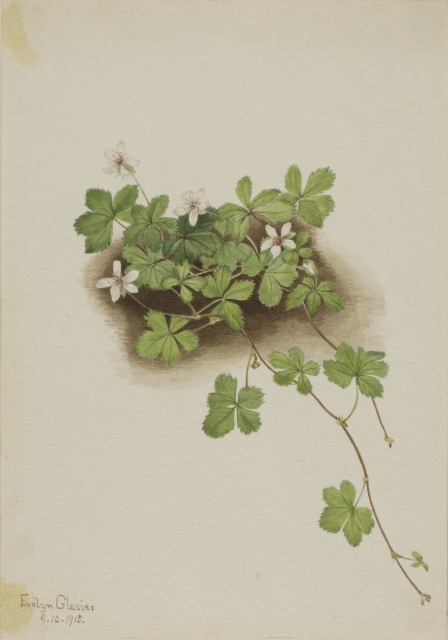 Kırmızı Böğürtlen Rubus Pedatus, 1918. by Mary Vaux Walcott
