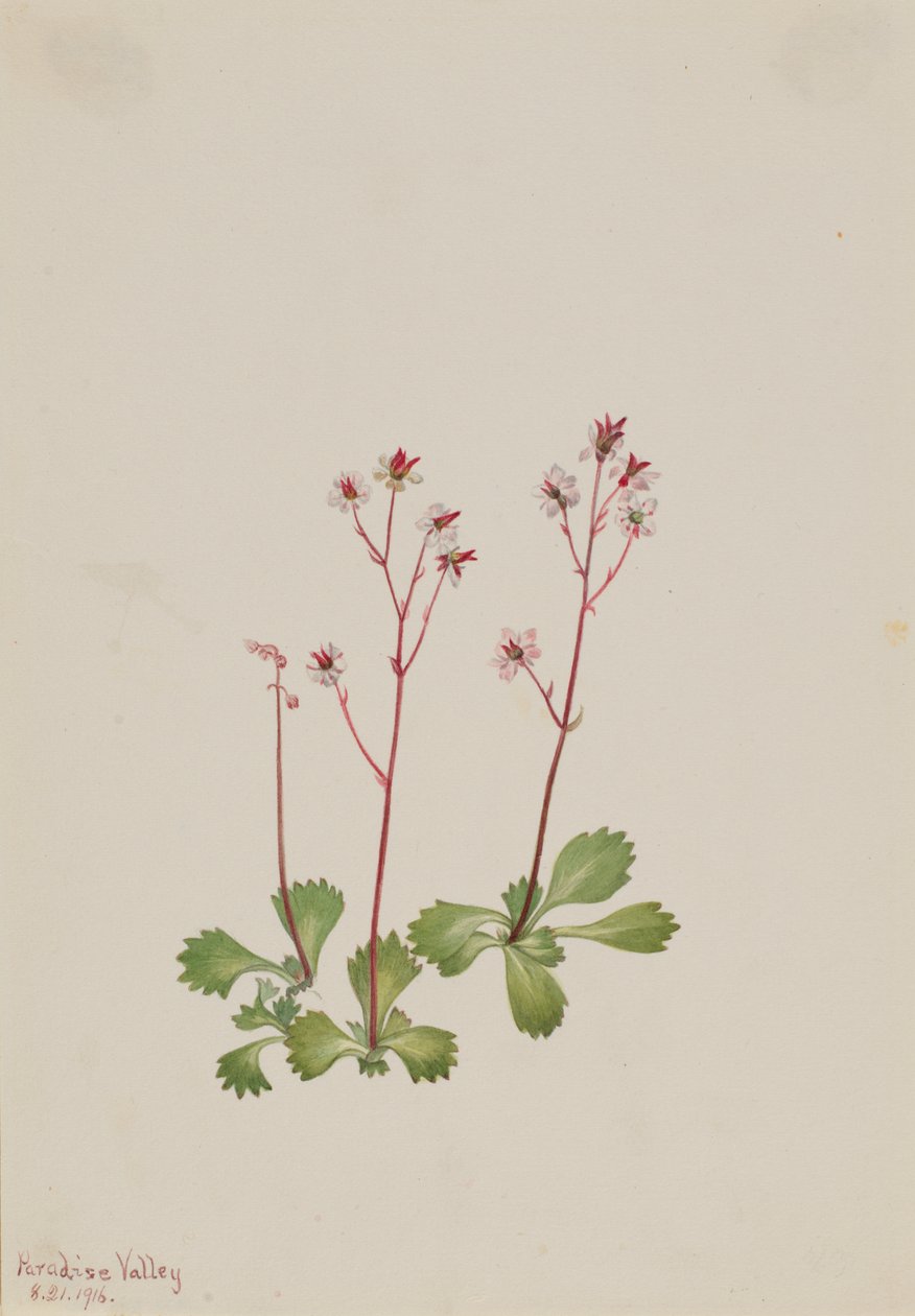 Redstem Saxifrage Saxifraga lyallii, 1916. by Mary Vaux Walcott