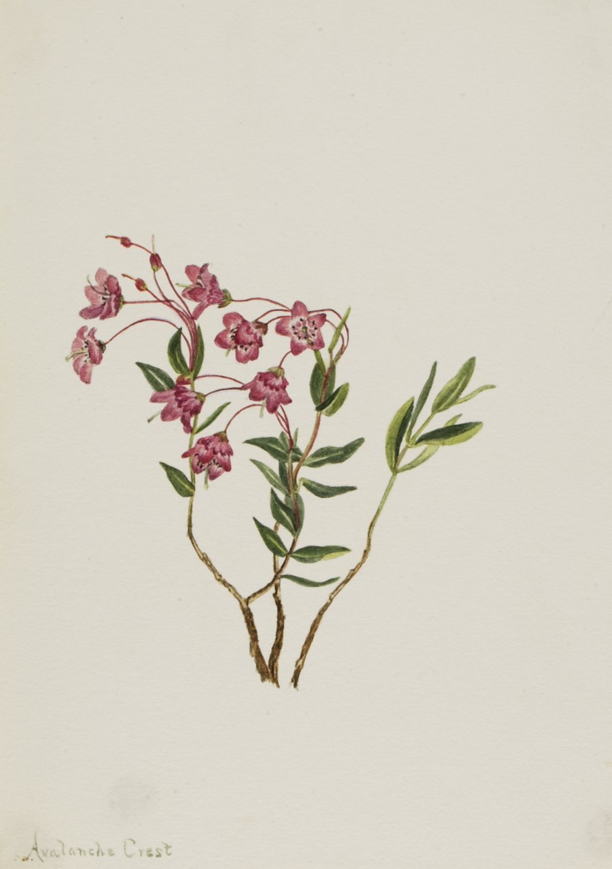 Rocky Mountain Kalmia Kalmia microphylla, n.d. by Mary Vaux Walcott