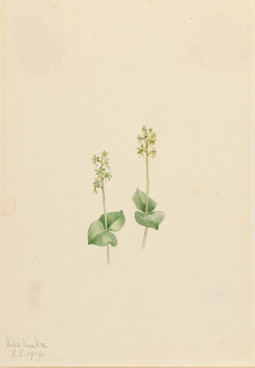 Rocky Mountain Twayblade Ophrys necrophylla, 1919. by Mary Vaux Walcott