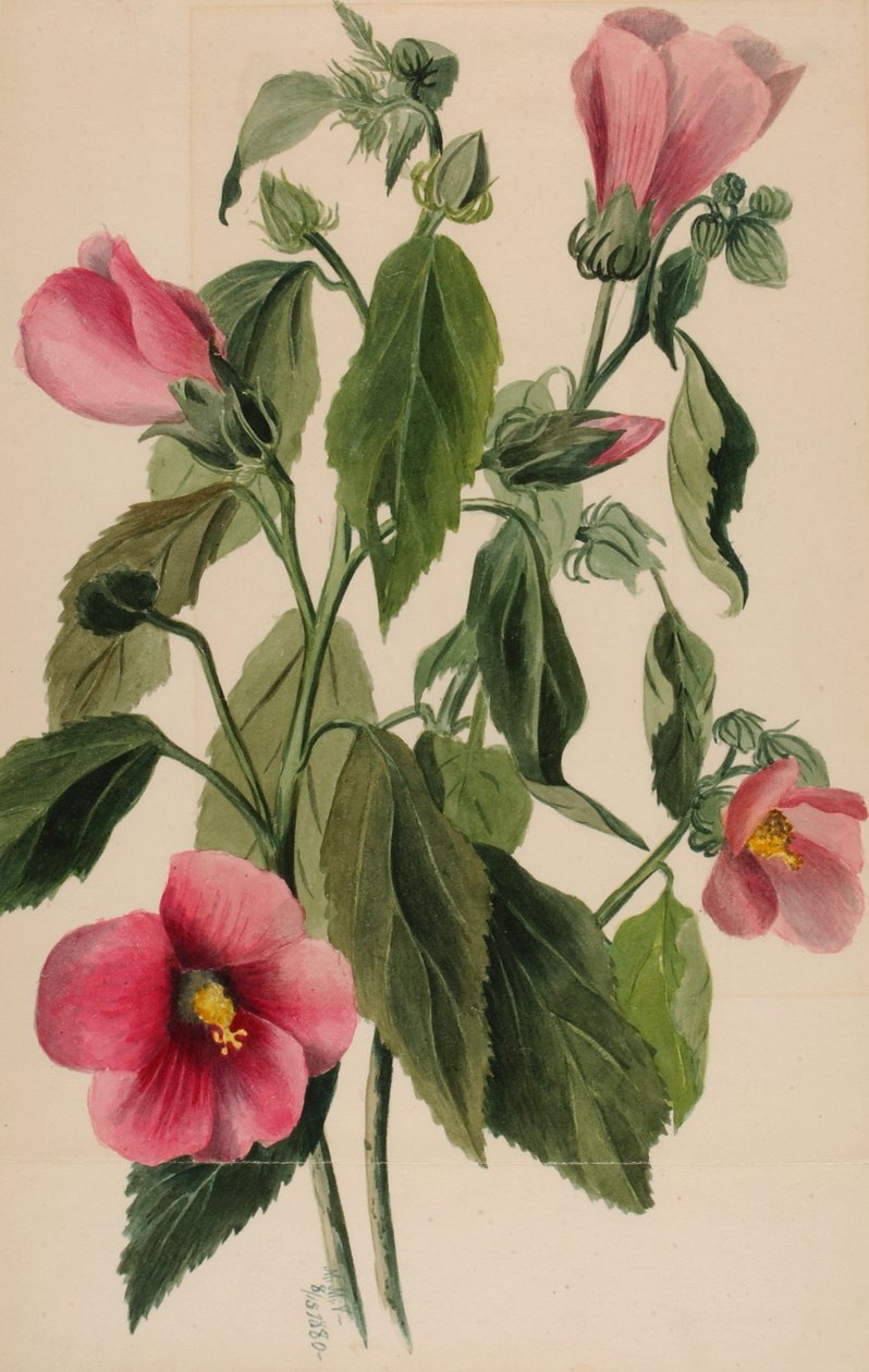 Gül Gentian Sabbatia angularis, 1880 by Mary Vaux Walcott