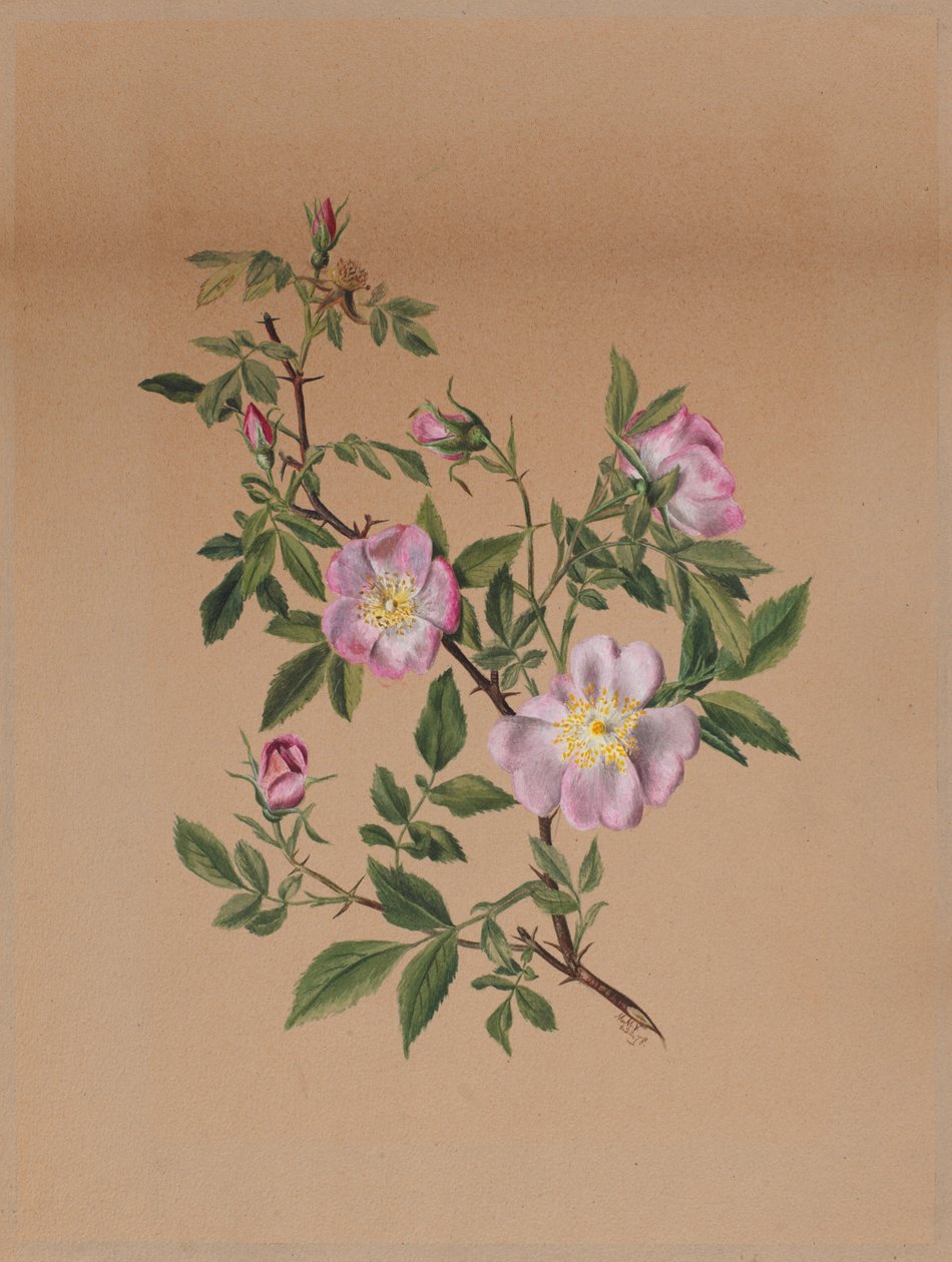Gül Ebegümeci Hibiscus moscheutos, 1878. by Mary Vaux Walcott