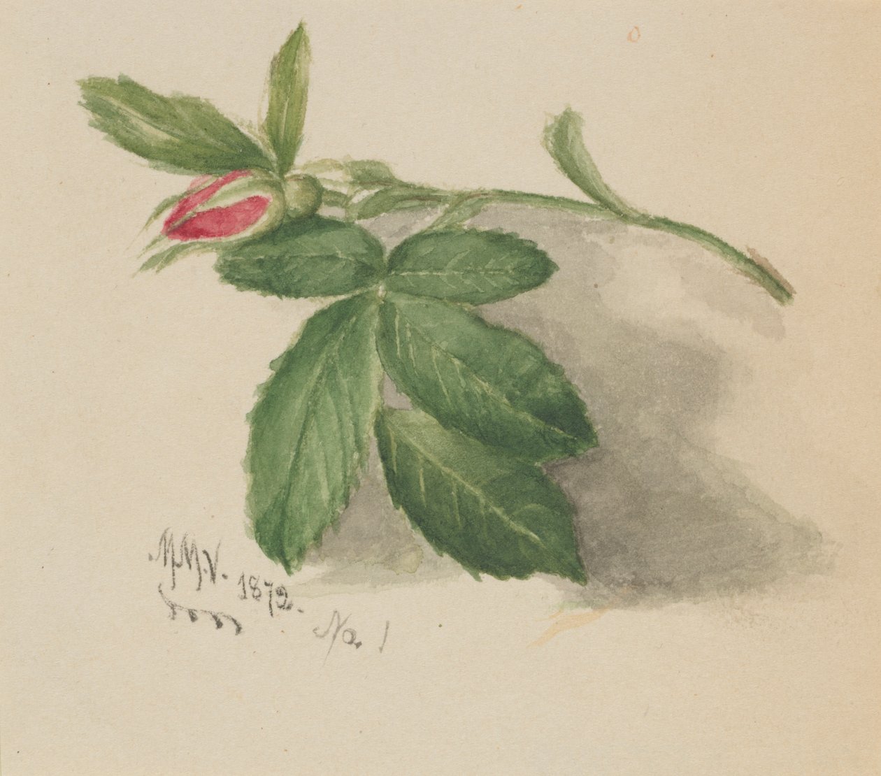 Gülbudak, 1872. by Mary Vaux Walcott