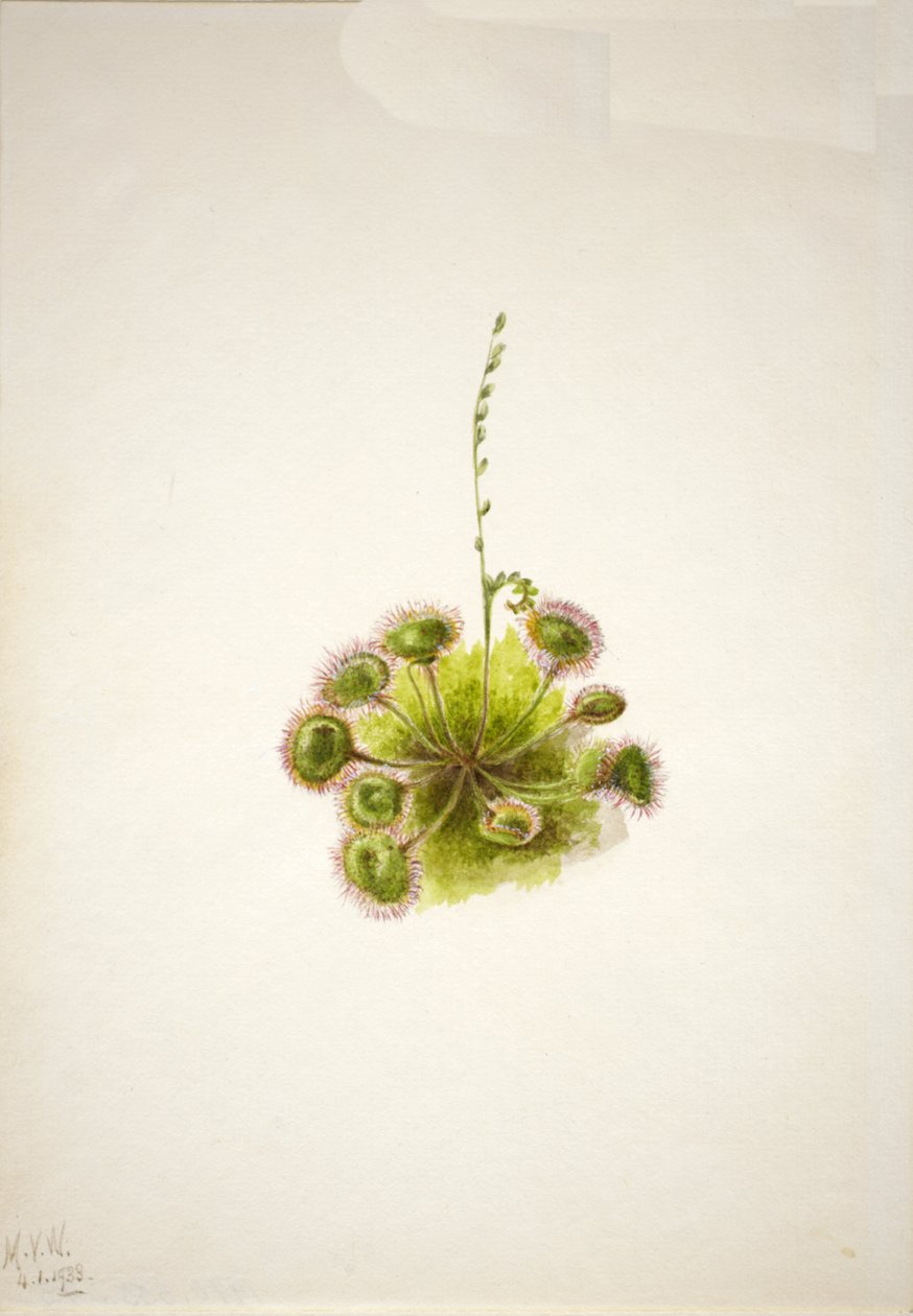 Yuvarlak yapraklı Sundew Drosera rotundifolia, 1933. by Mary Vaux Walcott