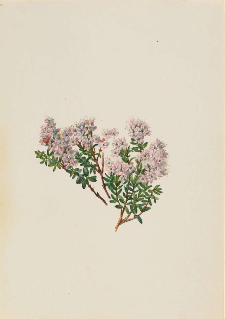 Kum Myrtle Leiophyllum lyoni, yakl. 1930