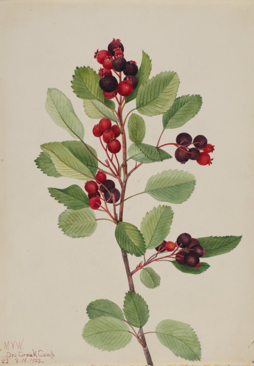 Saskatoon Amelanchier alnifolia, 1923. by Mary Vaux Walcott