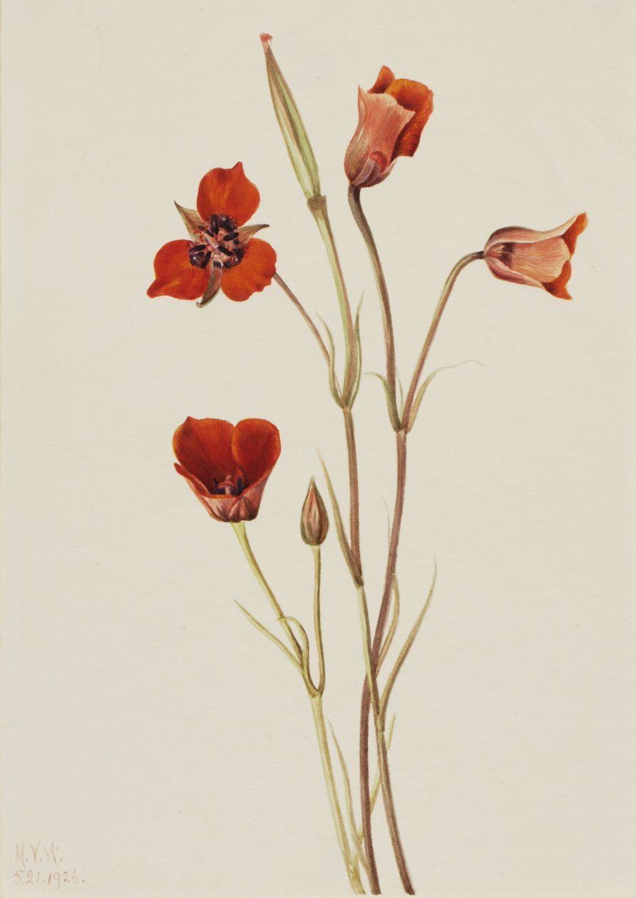 Scarlet Mariposa Calochortus kennedyi, 1926. by Mary Vaux Walcott
