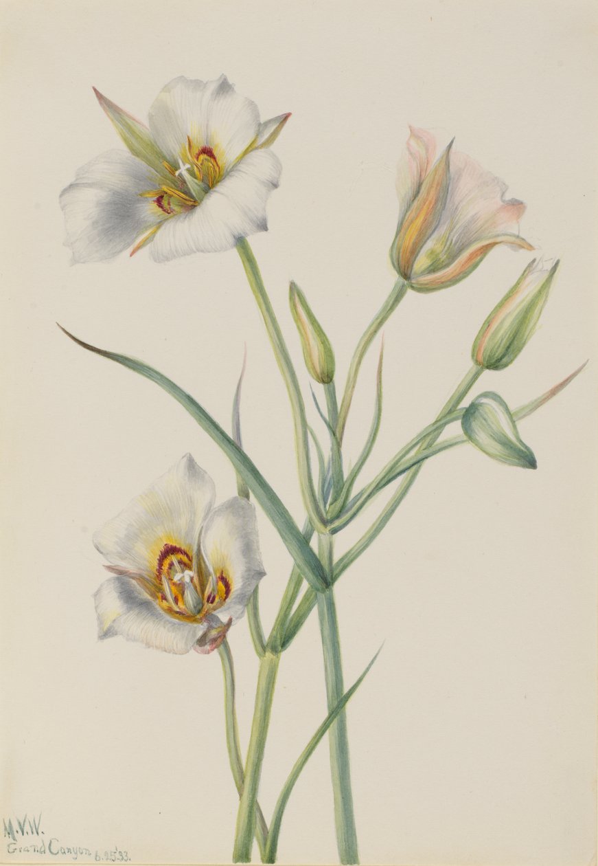 Sego Lily Calochortus nuttallii, 1933. by Mary Vaux Walcott