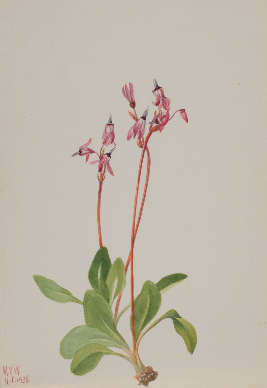 Kayan Yıldız Dodecateon hendersonii, 1936. by Mary Vaux Walcott