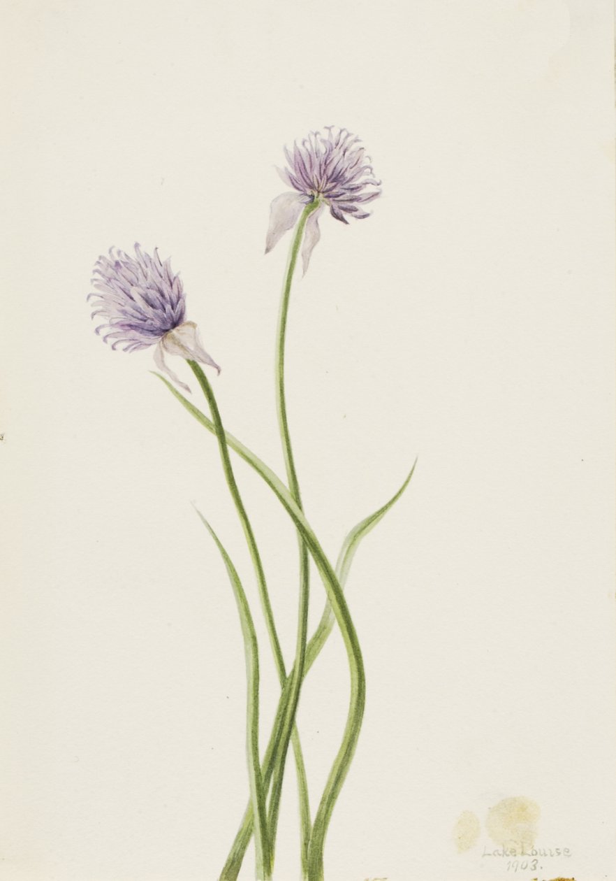 Sibirya Soğanı Allium sibericum, 1903. by Mary Vaux Walcott