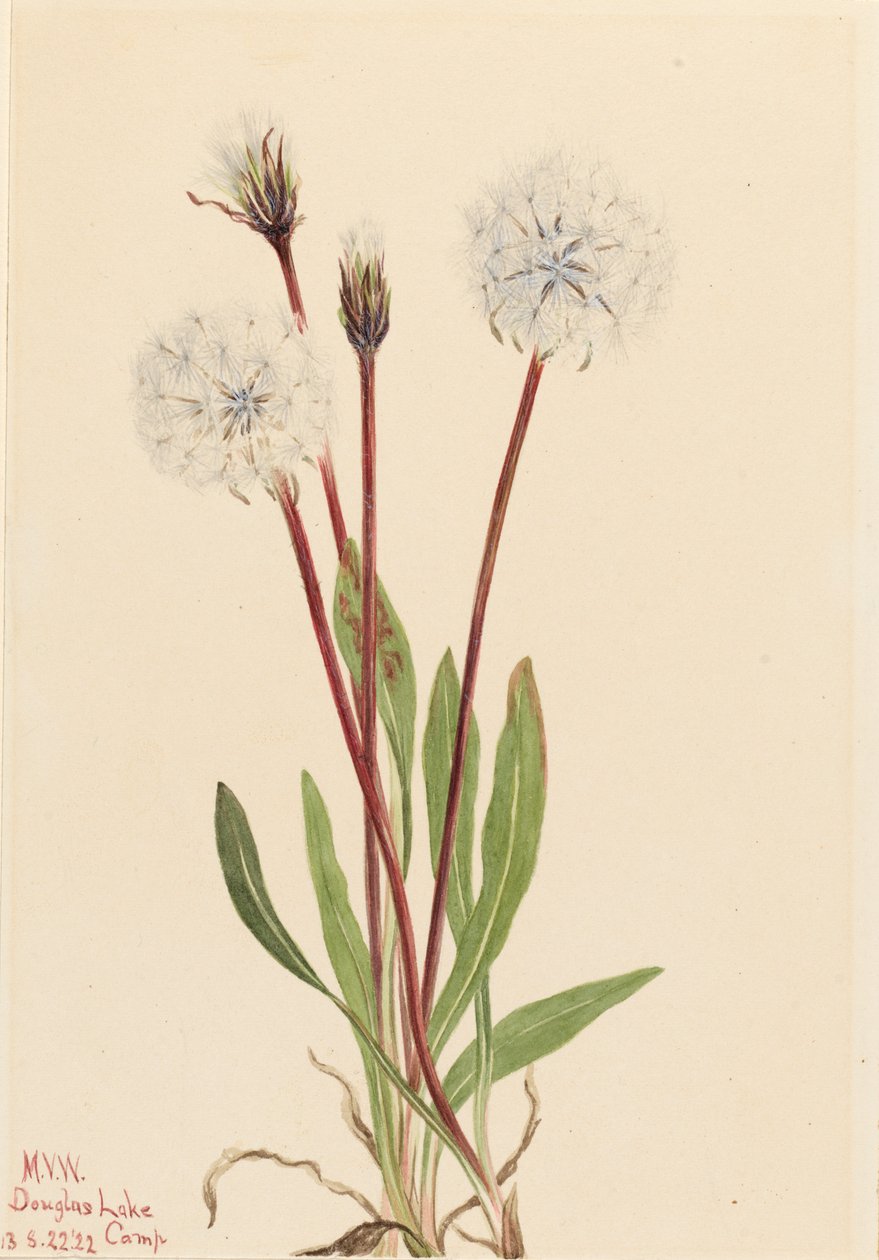 İnce Agoseris Agoseris gracilens, 1922. by Mary Vaux Walcott