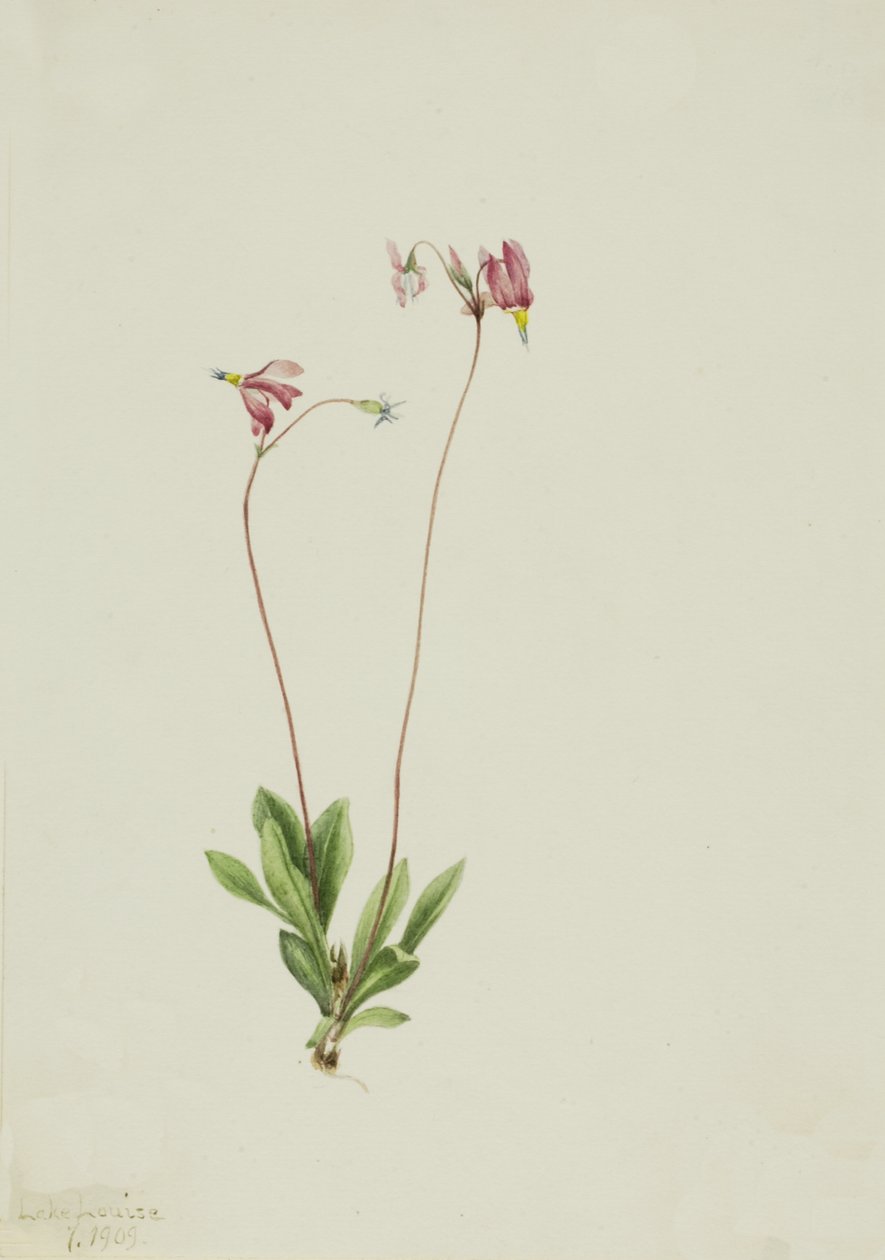 Slender Shootingstar Dodecateon pauciflorum, 1909. by Mary Vaux Walcott