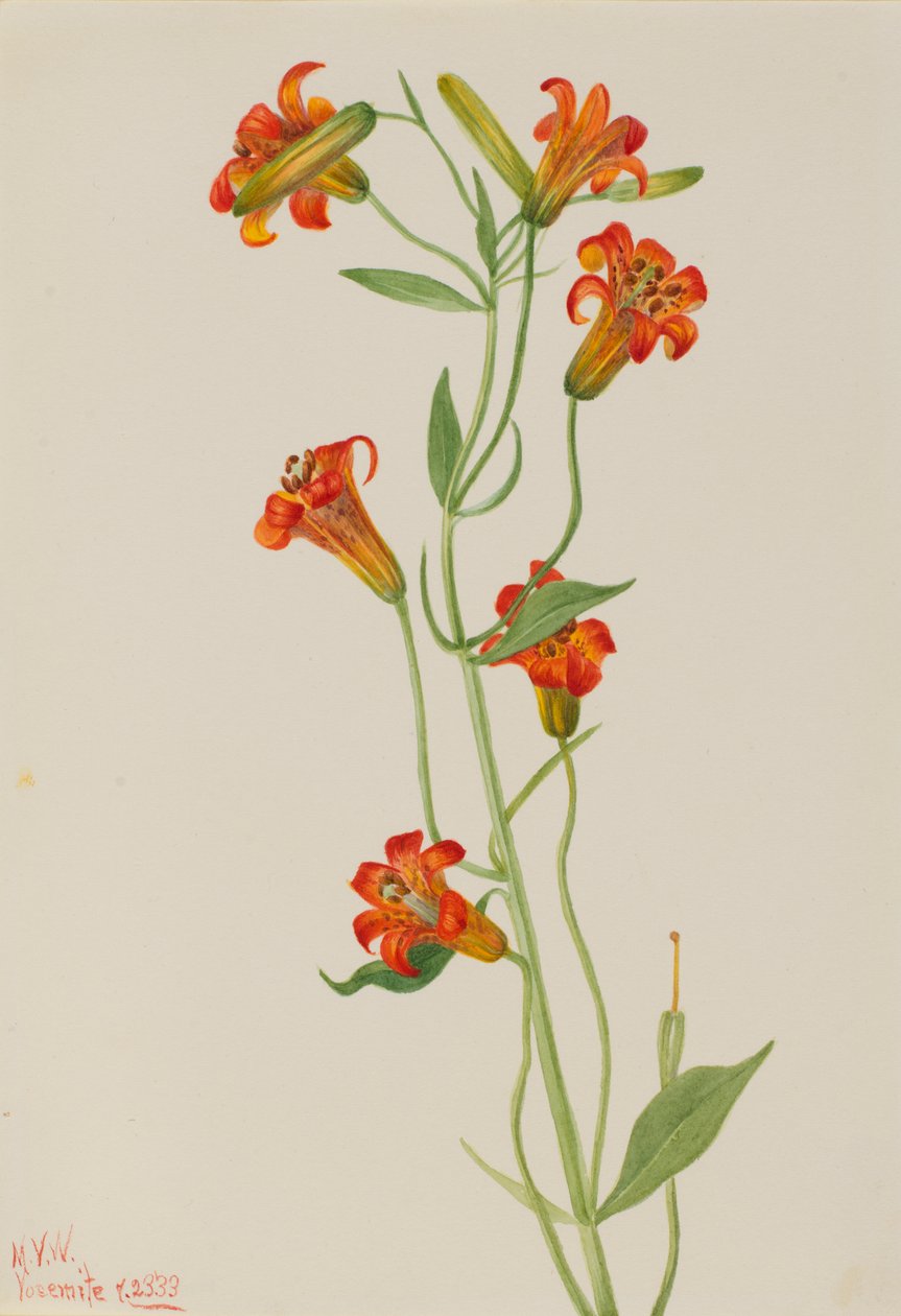 Küçük Kaplan Zambak Lilium parvum, 1933. by Mary Vaux Walcott