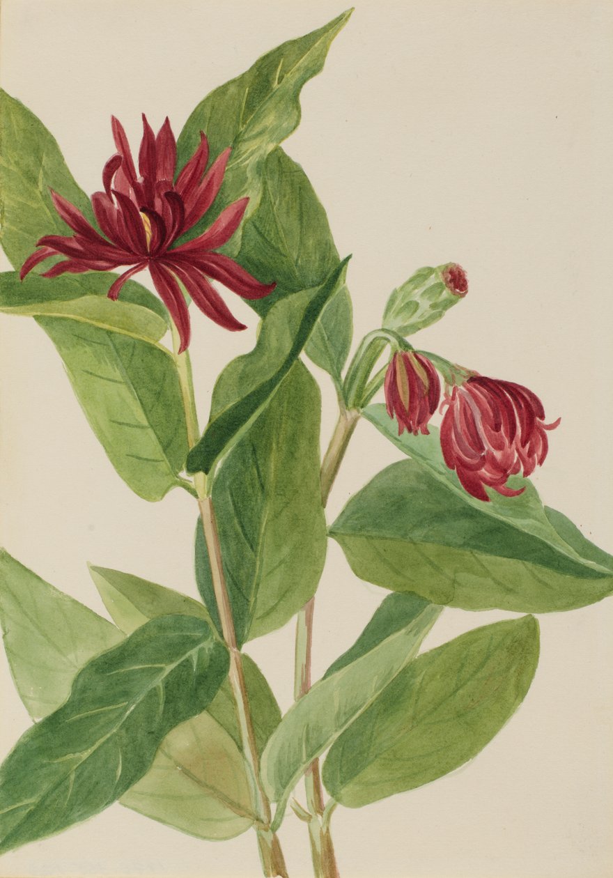 Spicebush Calycanthus occidentalis, 1930