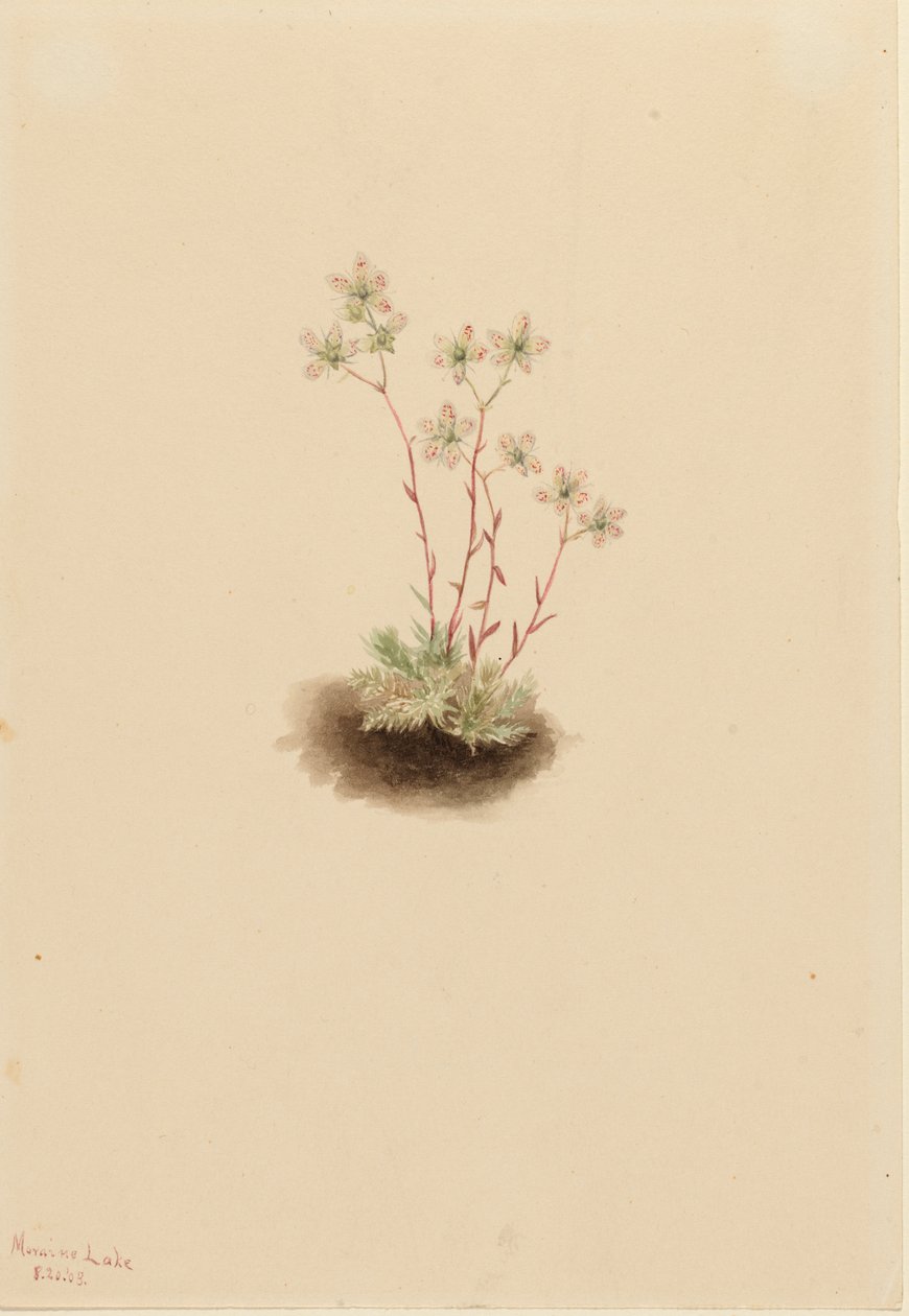 Benekli saxifragae saxifraga Baronchialis, ೧೯೦೩. by Mary Vaux Walcott