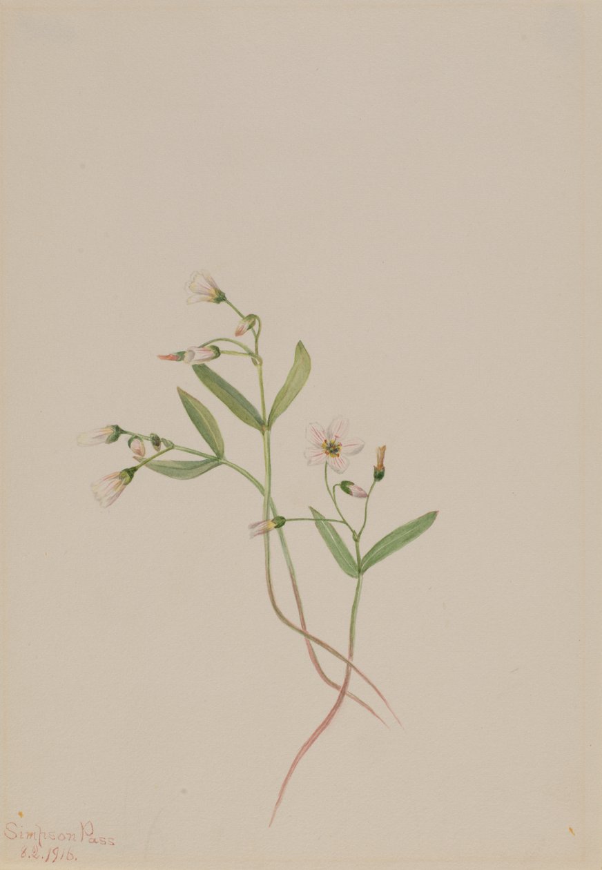Bahar Güzeli Claytonia lanceolata, 1916. by Mary Vaux Walcott