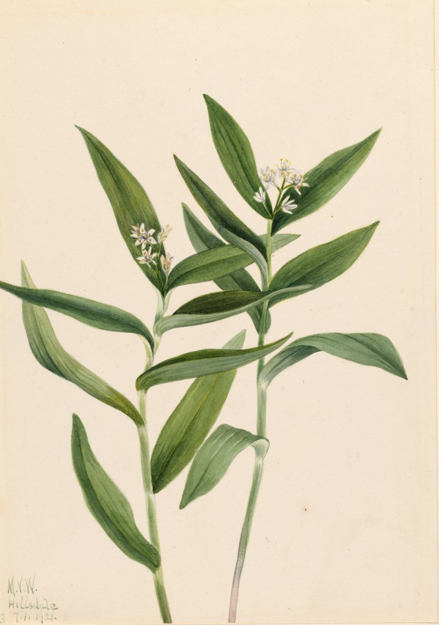 Yıldız Solomonplume Vagnera stellata, 1921. by Mary Vaux Walcott
