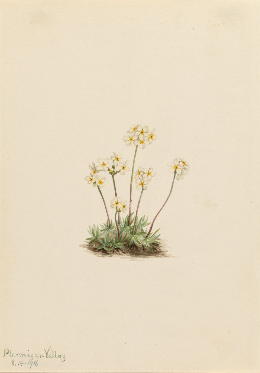 Tatlı Androsace Androsace carinata, 1916. by Mary Vaux Walcott