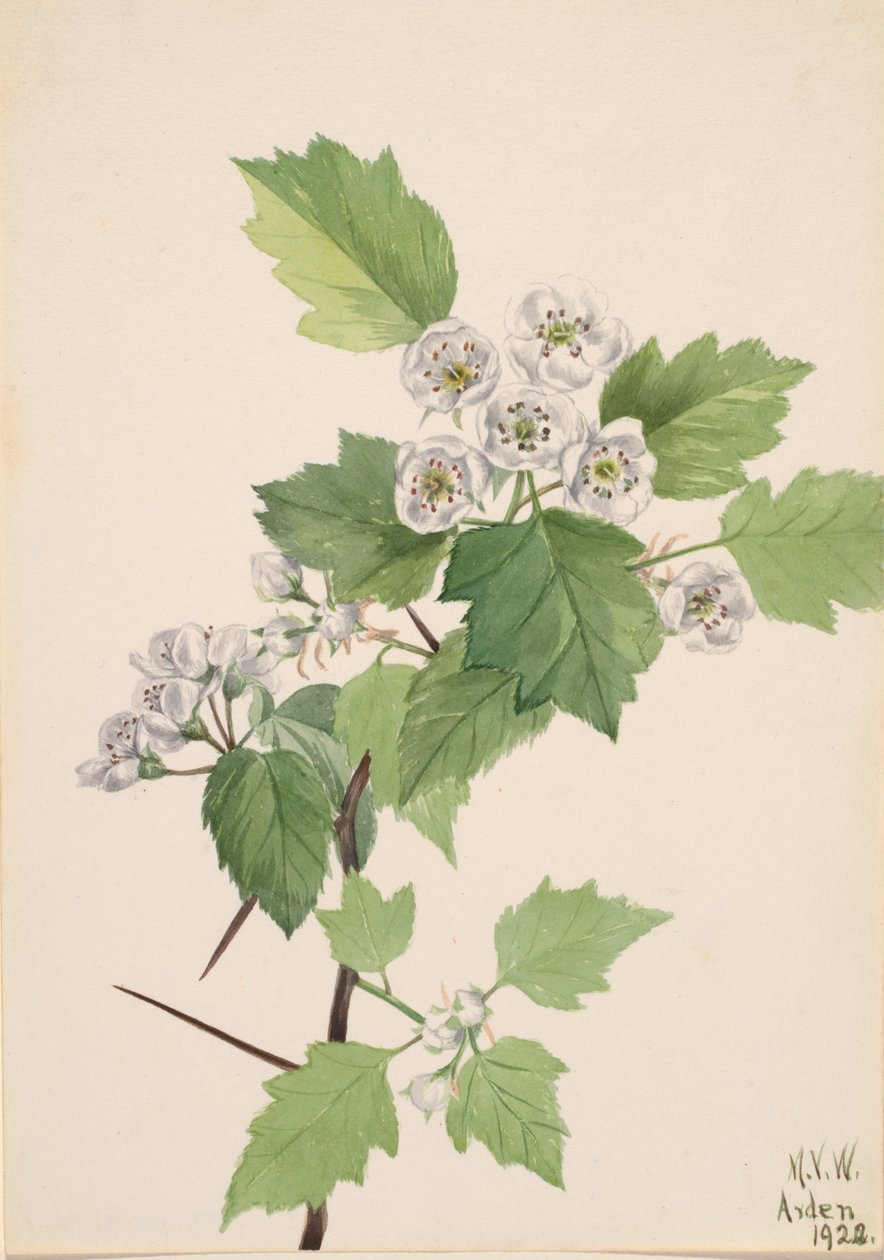 Çalılık Alıç Crataegus koksinea, 1922. by Mary Vaux Walcott