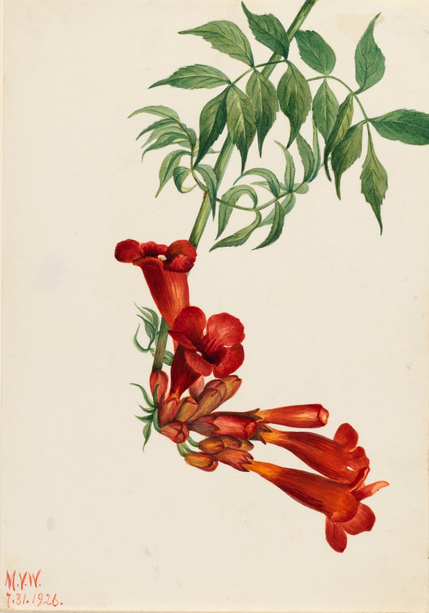 Trompet Sarmaşık Bignonia radicans, 1926. by Mary Vaux Walcott