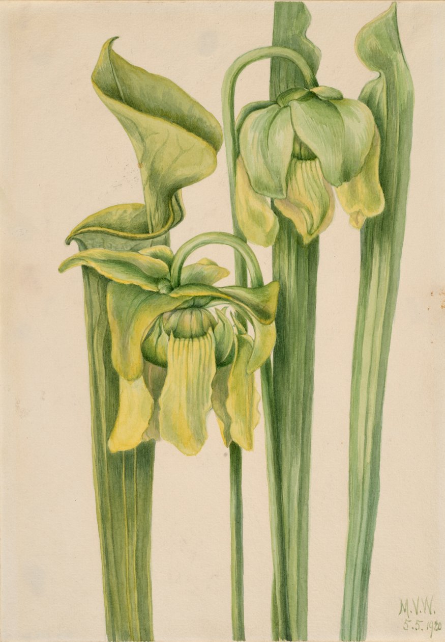 Trompetleaf Sarracenia flava, 1920. by Mary Vaux Walcott