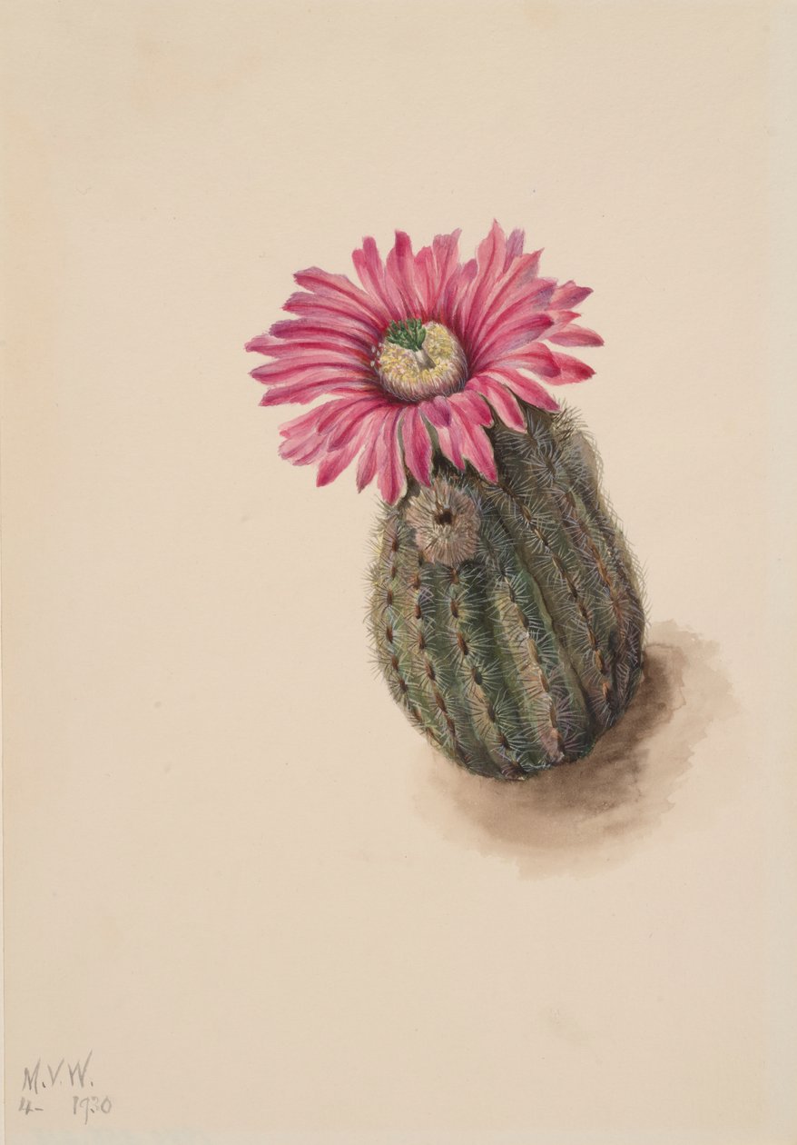 Türkiye Başı Kaktüs Echinocereus perbellus, 1930. by Mary Vaux Walcott