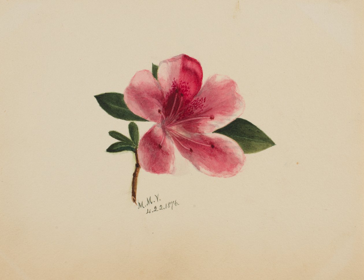 Başlıksız -- Çiçek Çalışması, 1876. by Mary Vaux Walcott