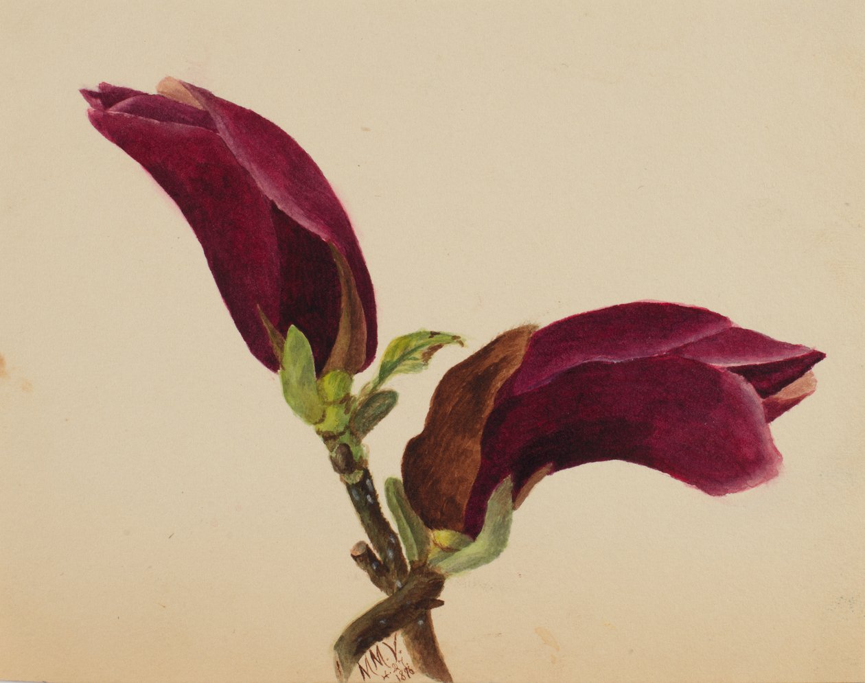 Başlıksız -- Çiçek Çalışması, 1876. by Mary Vaux Walcott
