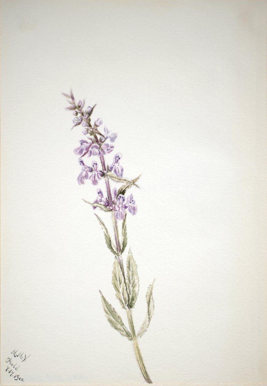Başlıksız -- Çiçek Çalışması, 1900. by Mary Vaux Walcott